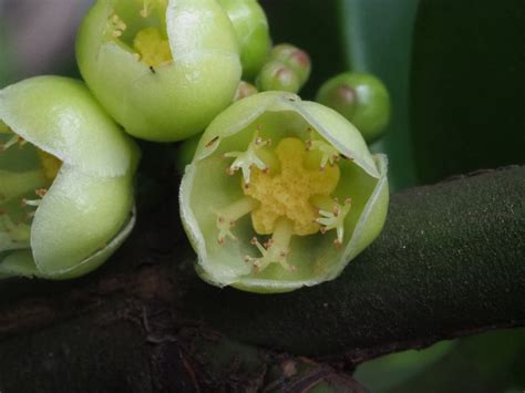 福木開花